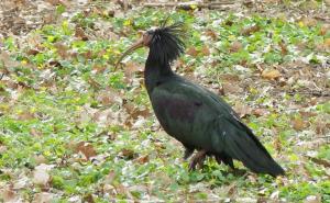 Foto: FB / JovicA Sjeničić / Rijetka vrsta ptice - ćelavi ibis